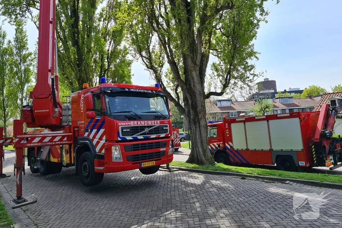 Brandweer haalt vastzittende kat uit boom