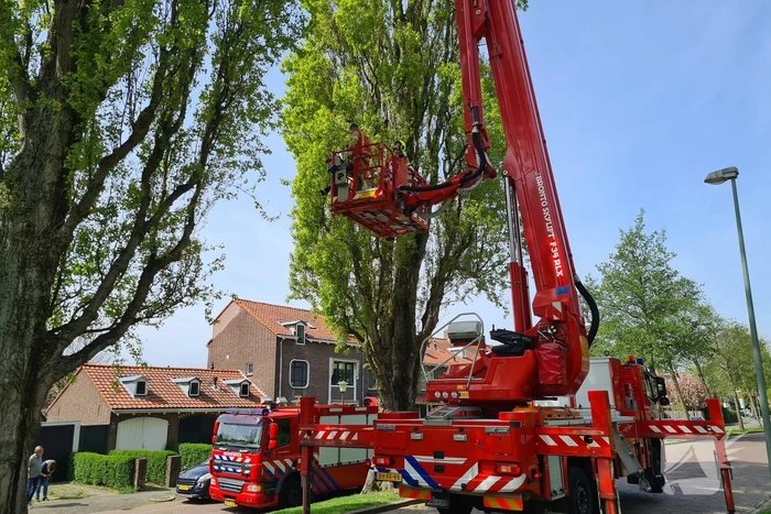 Brandweer haalt vastzittende kat uit boom
