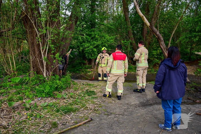 Brandweer blust brandende boom