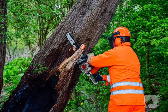 Brandweer blust brandende boom