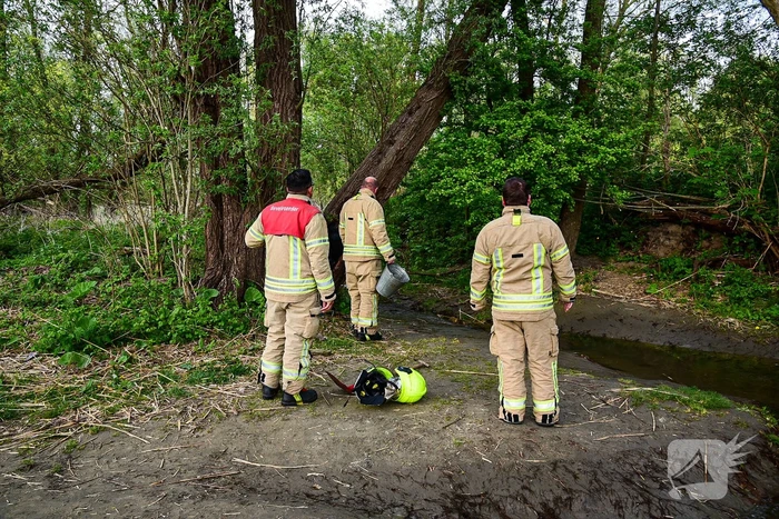 Brandweer blust brandende boom
