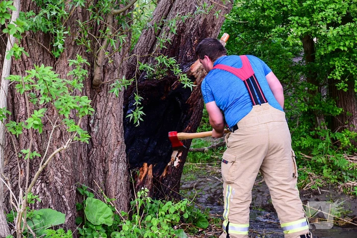 Brandweer blust brandende boom
