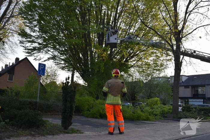 Gevaarlijk hangende tak uit boom gehaald