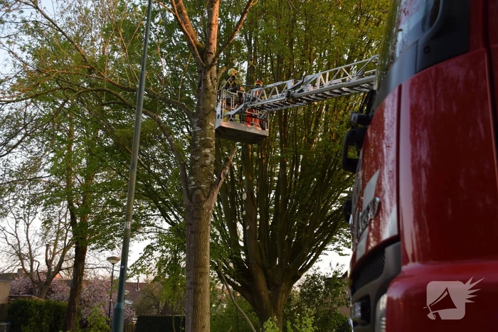 Gevaarlijk hangende tak uit boom gehaald