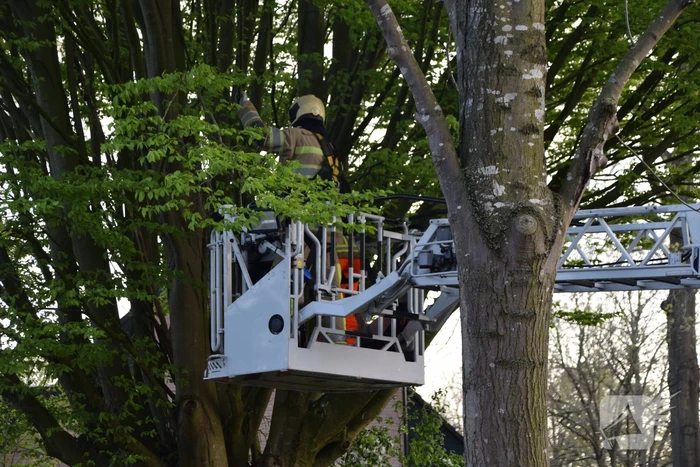 Gevaarlijk hangende tak uit boom gehaald