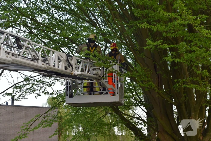 Gevaarlijk hangende tak uit boom gehaald