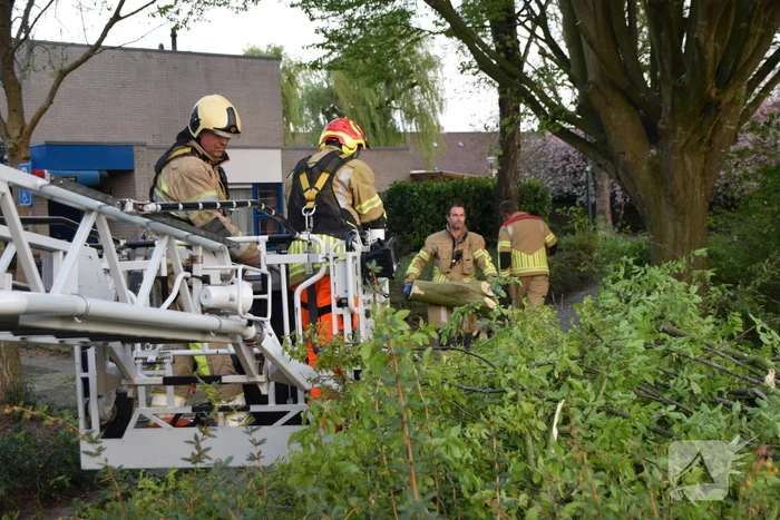 Gevaarlijk hangende tak uit boom gehaald