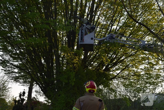Gevaarlijk hangende tak uit boom gehaald