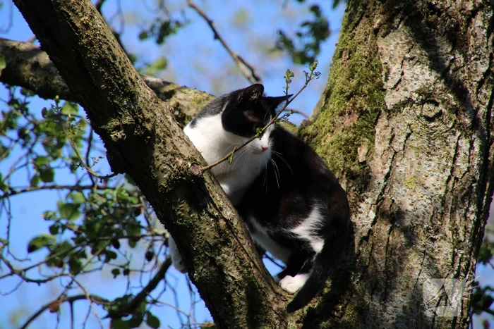 Kat springt uit boom bij reddingsactie