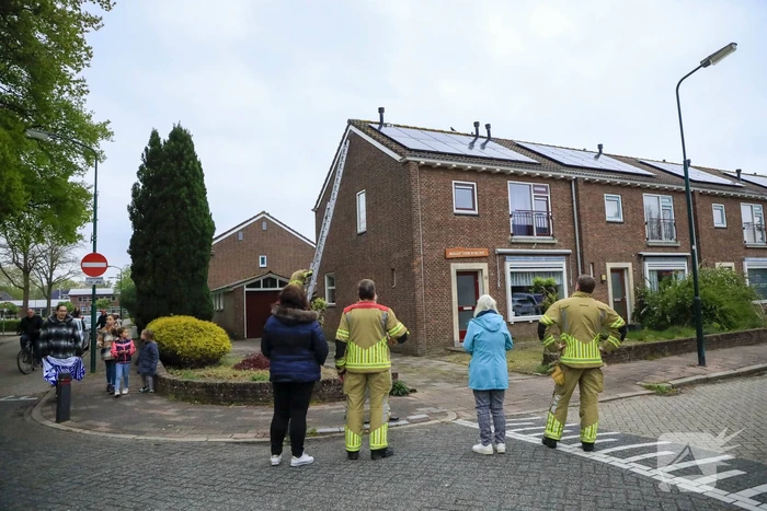 Kat Pika laat zich niet vangen