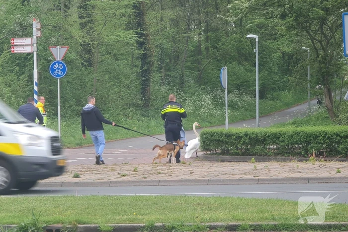 Zwaan op de weg houdt politie lang bezig