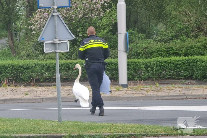 Zwaan op de weg houdt politie lang bezig
