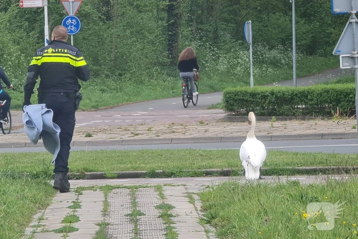 Zwaan op de weg houdt politie lang bezig