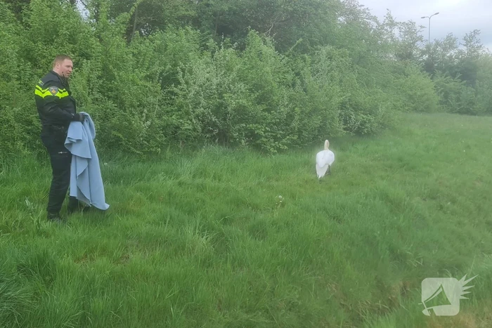Zwaan op de weg houdt politie lang bezig