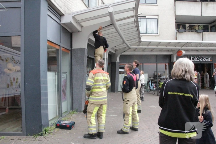 Hulpdiensten redden vastzittende baby-eendjes
