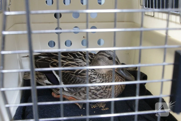 Hulpdiensten redden vastzittende baby-eendjes
