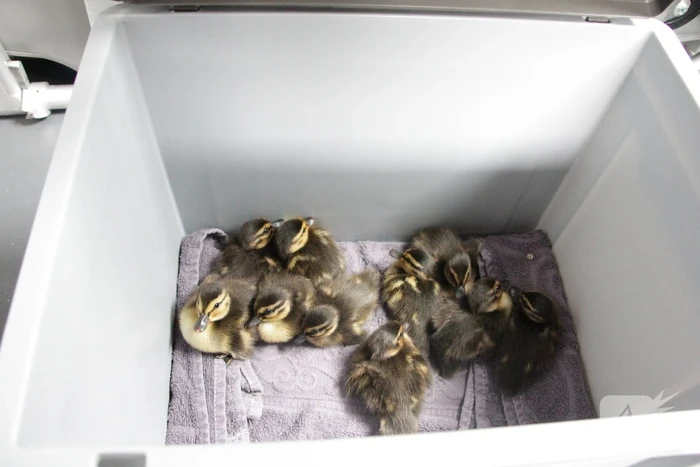Hulpdiensten redden vastzittende baby-eendjes