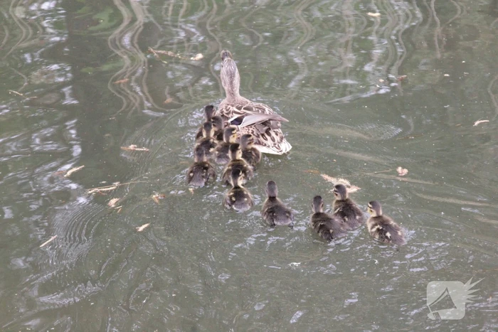Hulpdiensten redden vastzittende baby-eendjes