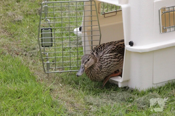 Hulpdiensten redden vastzittende baby-eendjes