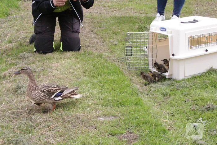 Hulpdiensten redden vastzittende baby-eendjes