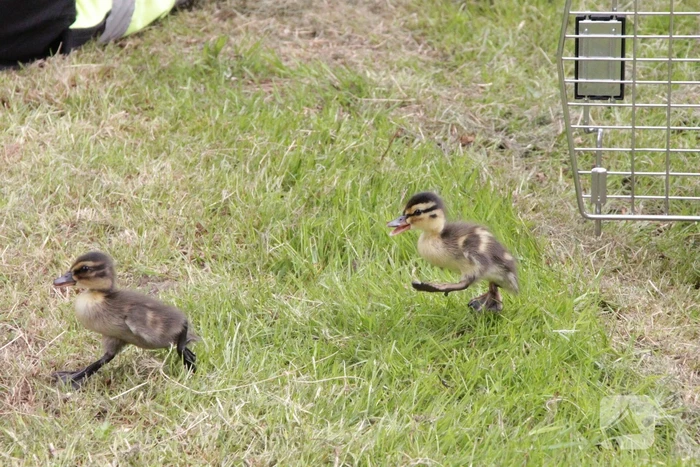 Hulpdiensten redden vastzittende baby-eendjes