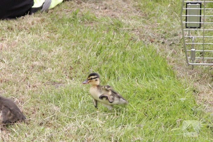 Hulpdiensten redden vastzittende baby-eendjes