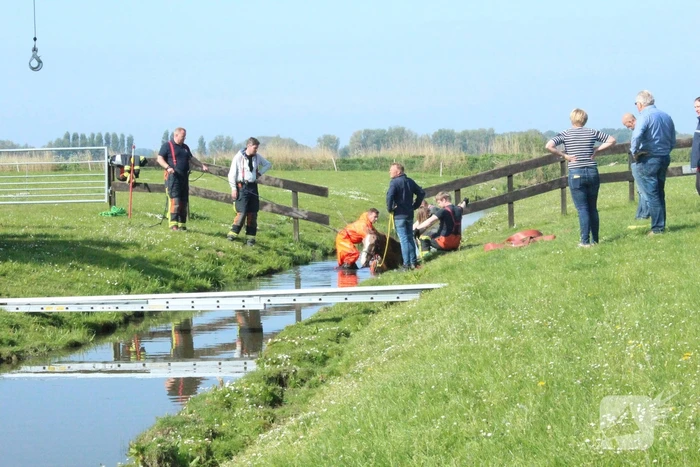Brandweer redt paard uit sloot