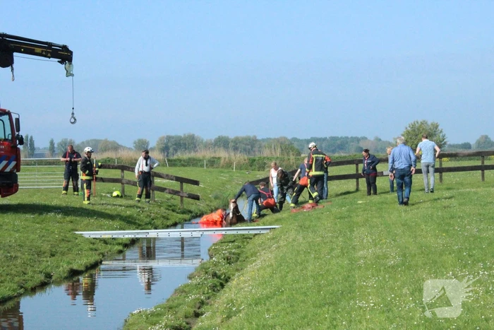 Brandweer redt paard uit sloot