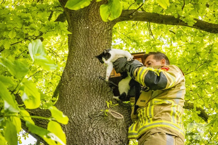 Brandweer redt onbekende kat uit boom