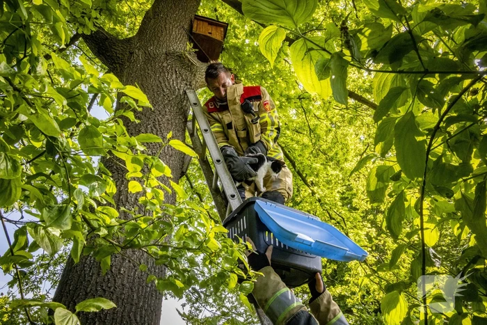 Brandweer redt onbekende kat uit boom