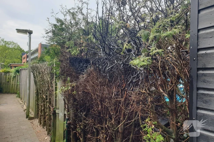Brand in coniferenhaag snel geblust