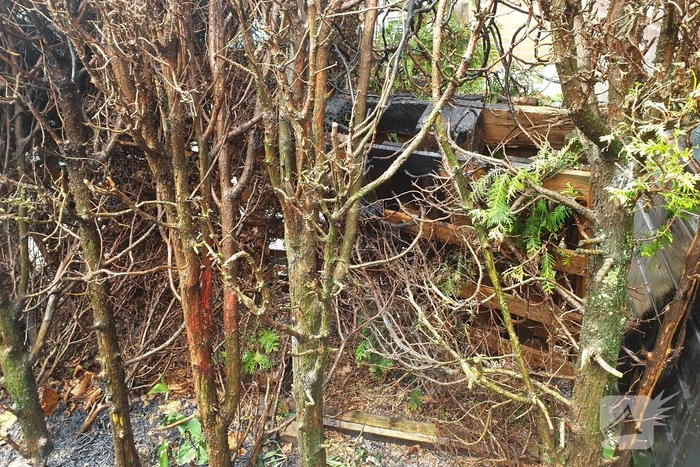 Brand in coniferenhaag snel geblust