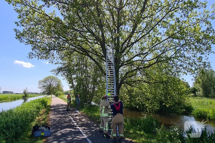 Brandweer probeert kat uit boom te redden