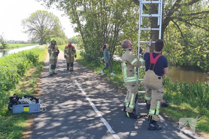 Brandweer probeert kat uit boom te redden