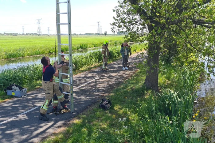 Brandweer probeert kat uit boom te redden