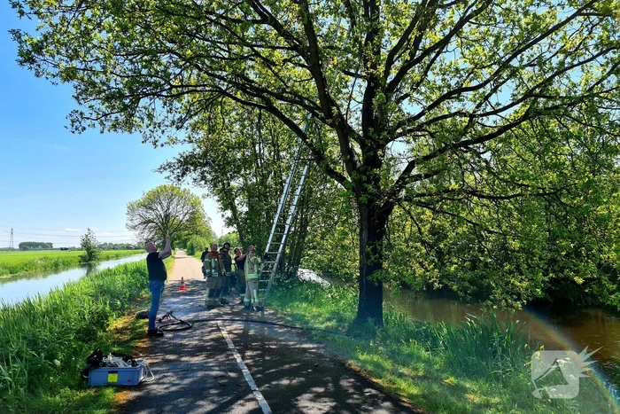 Brandweer probeert kat uit boom te redden