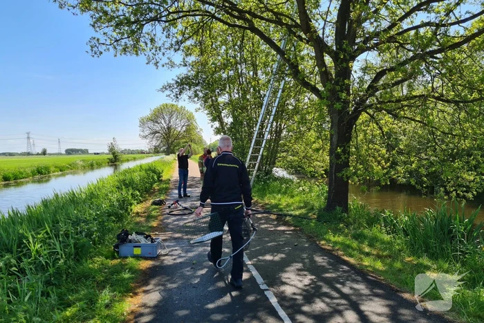 Brandweer probeert kat uit boom te redden