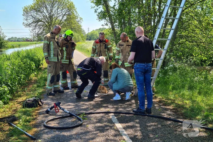 Brandweer probeert kat uit boom te redden