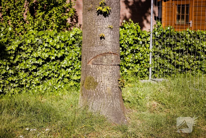 Monumentale eikenbomen onherstelbaar beschadigd