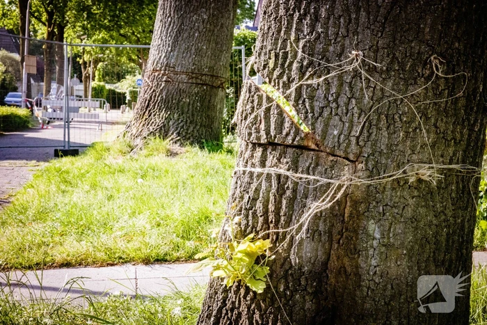 Monumentale eikenbomen onherstelbaar beschadigd