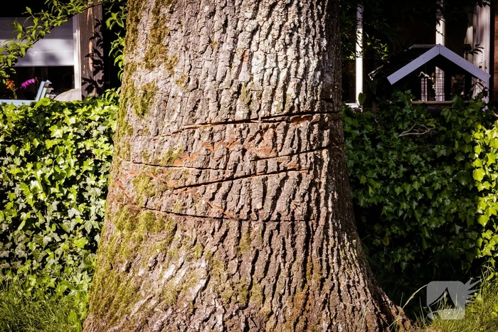 Monumentale eikenbomen onherstelbaar beschadigd