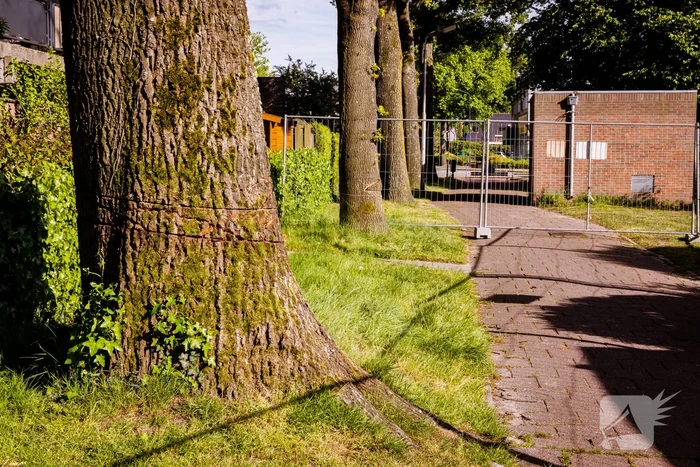 Monumentale eikenbomen onherstelbaar beschadigd