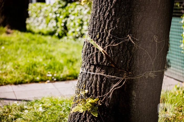 Monumentale eikenbomen onherstelbaar beschadigd