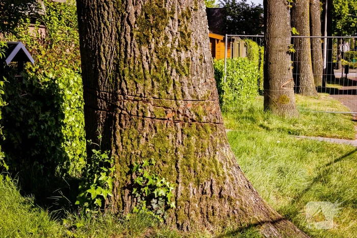 Monumentale eikenbomen onherstelbaar beschadigd
