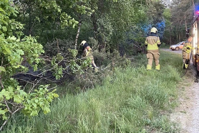 Bosbrand snel onder controle