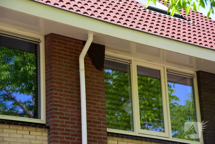 Brandweer ingezet voor verwijderen groot bijennest