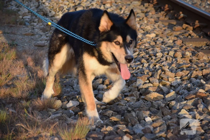 Reddingsactie vermiste hond zorgt voor vertraging treinen