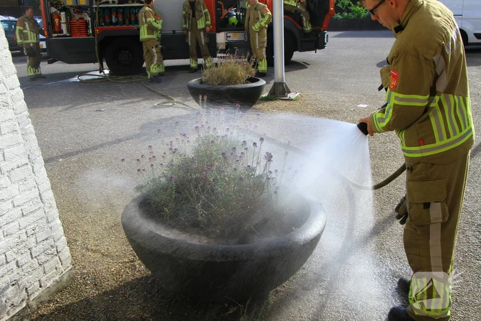 Bloembak met lavendel vliegt in brand