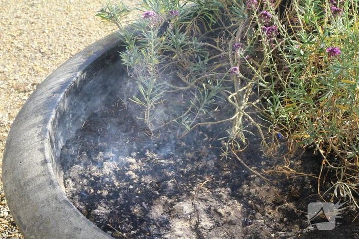 Bloembak met lavendel vliegt in brand