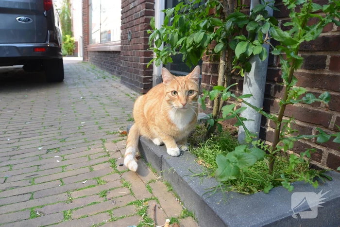 Brandweer bevrijdt kat